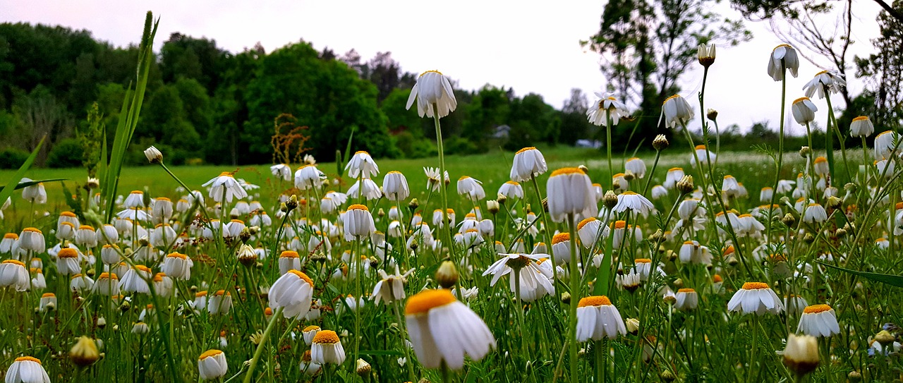 Daisy, Gėlės, Laukas, Gamta, Švedija, Vasara, Nemokamos Nuotraukos,  Nemokama Licenzija