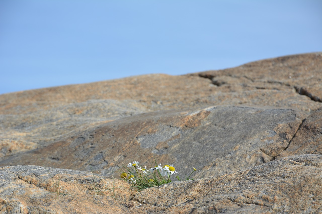 Daisy, Kalnas, Himmel, Fonas, Gamta, Gėlės, Vasara, Gėlė, Bellis, Augalas