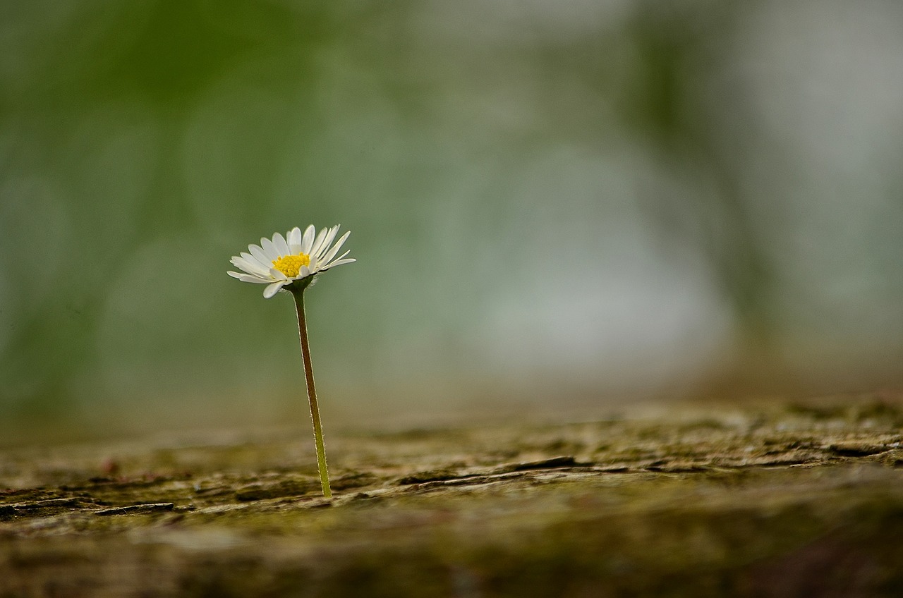 Daisy, Gėlė, Pavasaris, Gamta, Augalas, Pieva, Uždaryti, Aštraus Gėlė, Geltona, Flora