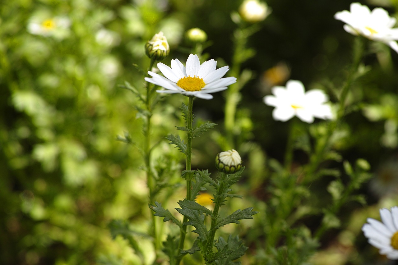 Daisy, Gėlė, Pavasaris, Makro, Gamta, Uždaryti, Kelionė, Gėlių Paveikslėlis, Sodas, Pavasario Gėlės