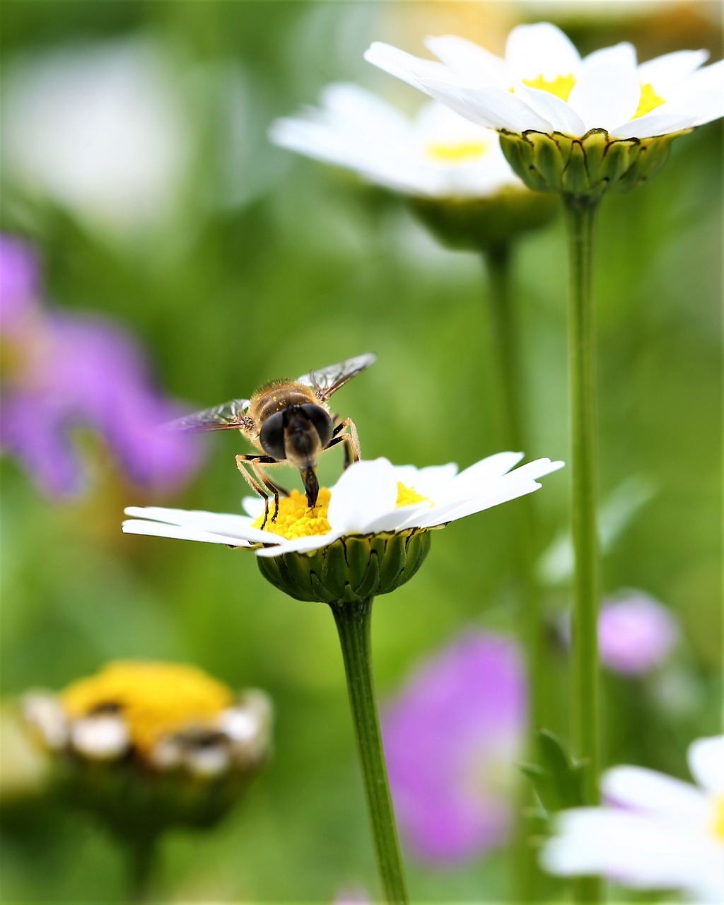 Daisy, Gėlė, Bičių, Vabzdys, Gyvūnas, Makro, Užkandimas, Sparnai, Pašaras, Lauke