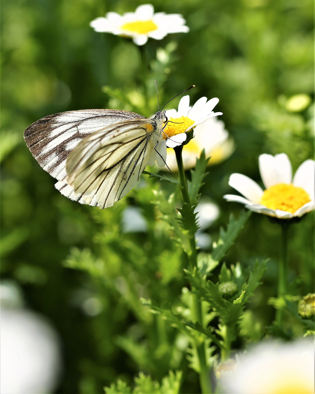 Daisy, Gėlė, Drugelis, Vabzdys, Gyvūnas, Makro, Užkandimas, Sparnai, Lauke, Gamta