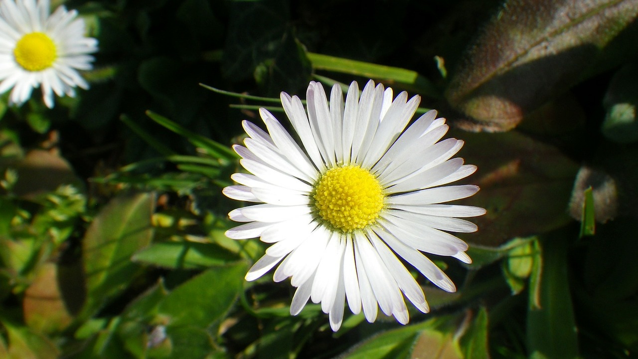 Daisy, Gėlė, Gamta, Žolė, Žiedlapis, Sodas, Pavasaris, Balta, Nemokamos Nuotraukos,  Nemokama Licenzija