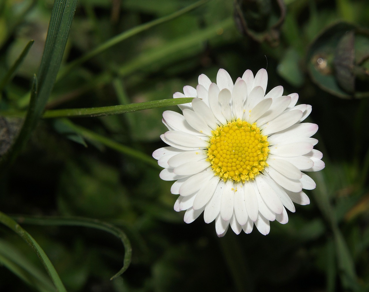 Daisy, Bellis Filosofija, Tausendschön, Kompozitai, Pavasario Pranašys, Uždaryti, Nemokamos Nuotraukos,  Nemokama Licenzija