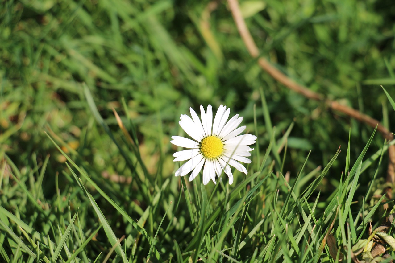 Daisy, Gėlės, Gamta, Gėlė, Pavasaris, Balta, Žalias, Žiedas, Žydėti, Žydėti