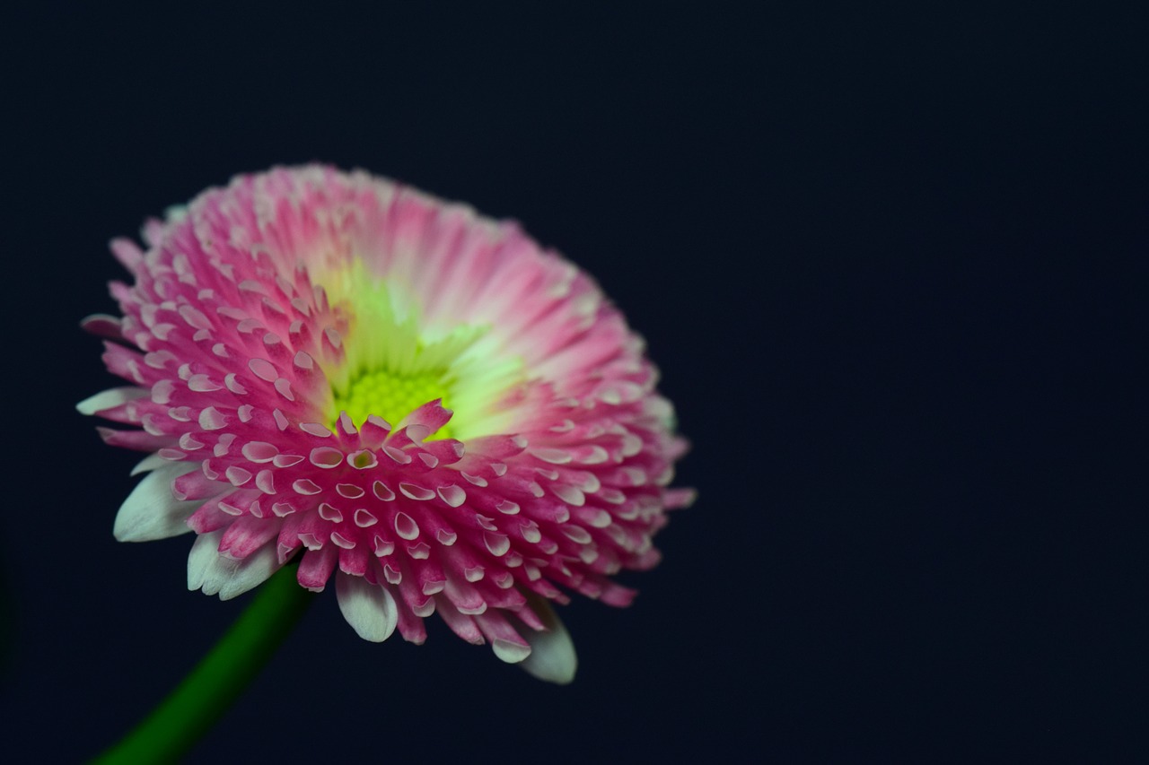 Daisy, Rožinis, Uždaryti, Gražus, Gėlė, Žiedas, Žydėti, Filigranas, Mažas, Švelnus