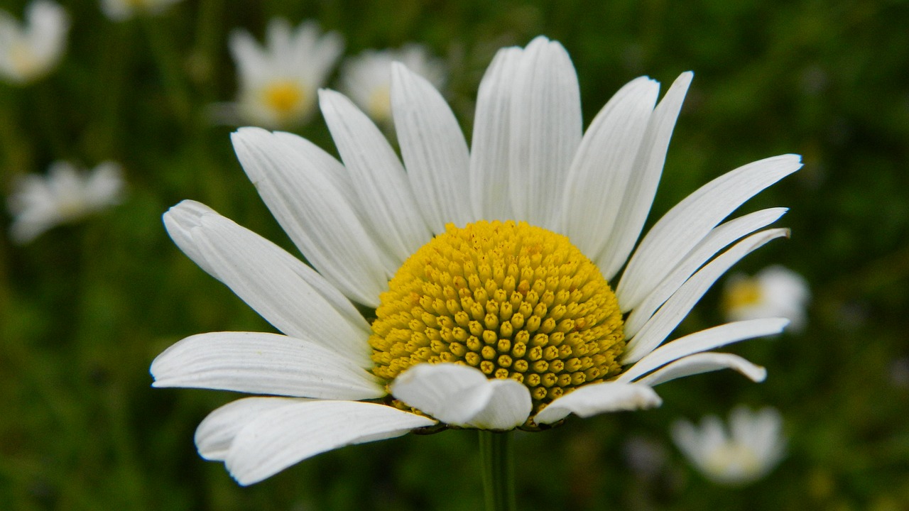 Daisy,  Pieva,  Gėlė,  Vasara,  Gėlės Gamta,  Balta,  Augalas,  Be Honoraro Mokesčio, Nemokamos Nuotraukos,  Nemokama Licenzija