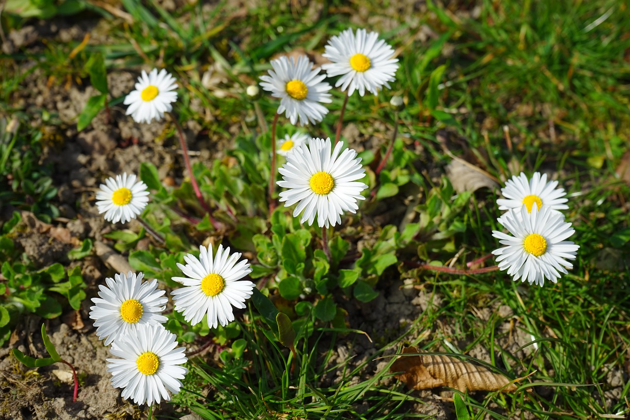 Daisy, Gėlė, Žiedas, Žydėti, Balta, Bellis Filosofija, Daugiametė Daisy, Tausendschön, Monatsroeserl, M P