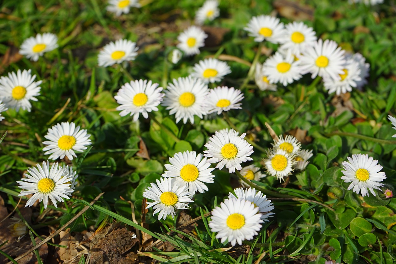 Daisy, Žiedas, Žydėti, Gėlė, Balta, Nemokamos Nuotraukos,  Nemokama Licenzija