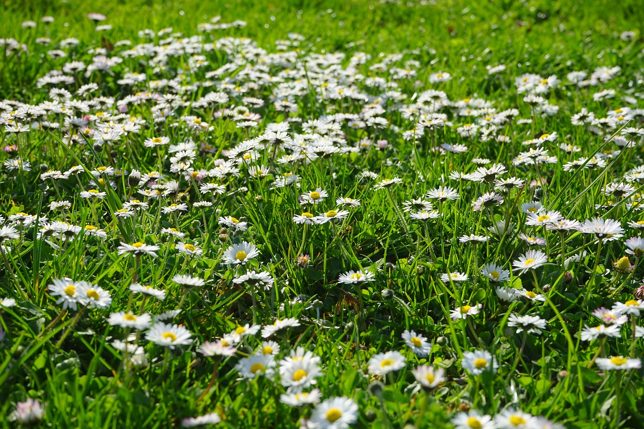 Daisy, Skubėti, Pieva, Balta, Gėlių Kilimas, Gėlė, Žiedas, Žydėti, Bellis Filosofija, Daugiametė Daisy