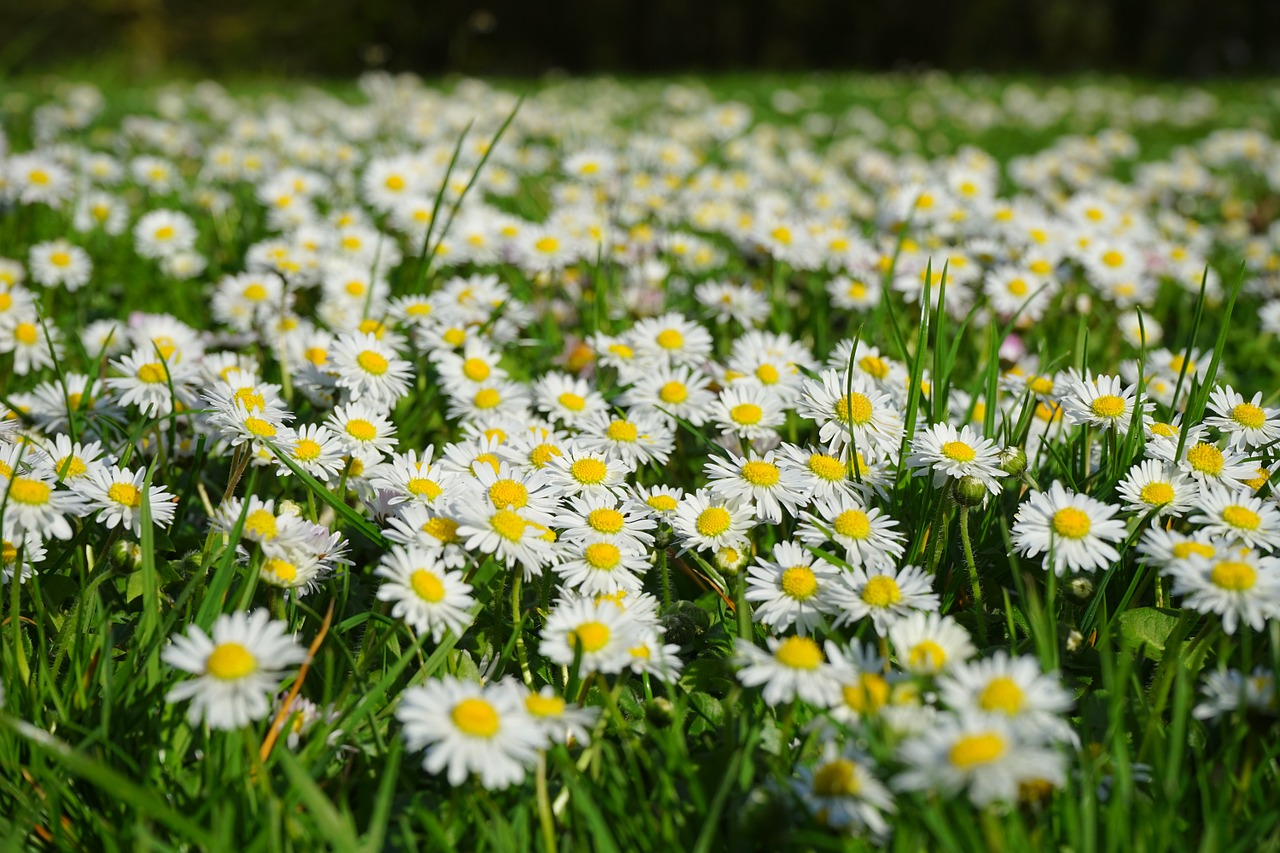 Daisy, Gėlių Kilimas, Balta, Pieva, Žolė, Gėlė, Žiedas, Žydėti, Bellis Filosofija, Daugiametė Daisy