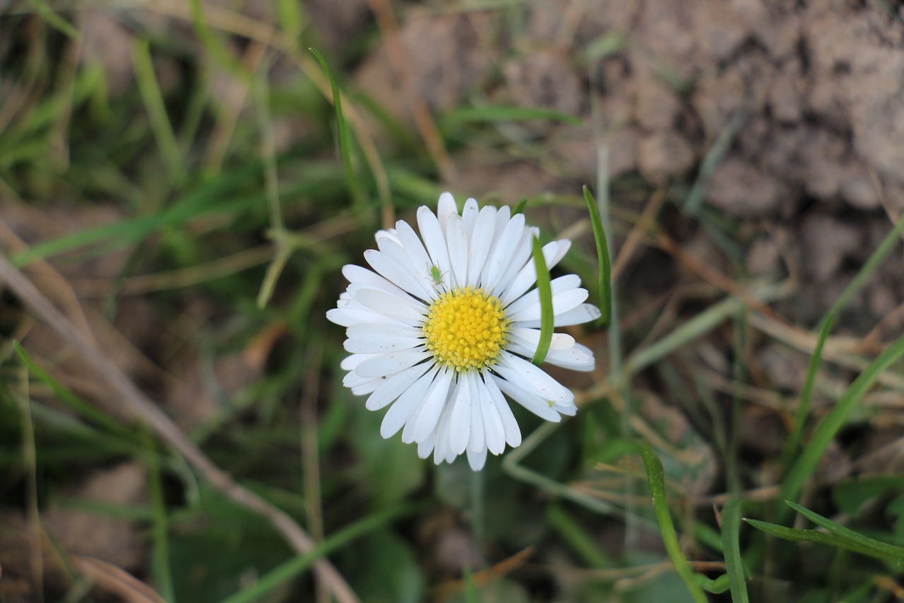 Daisy, Geltona, Žalias, Vabzdys, Uždaryti, Pieva, Balta, Gėlė, Pavasaris, Sodas