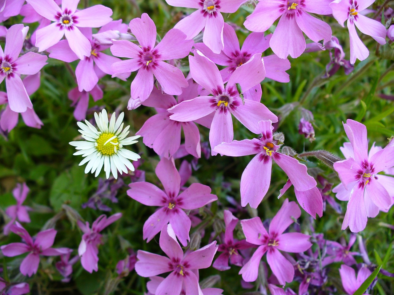 Daisy, Gamta, Gėlė, Augalas, Spalvinga, Uždaryti, Flora, Žydėti, Balta, Žalias