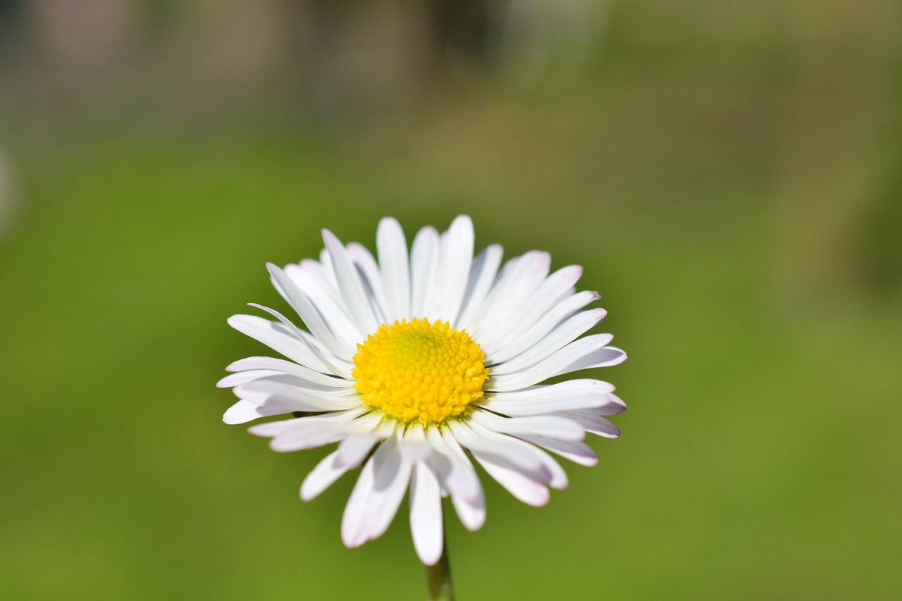 Daisy, Gėlė, Balta, Spalva, Gražus, Žiedas, Žydėti, Sodas, Gamta, Geltona