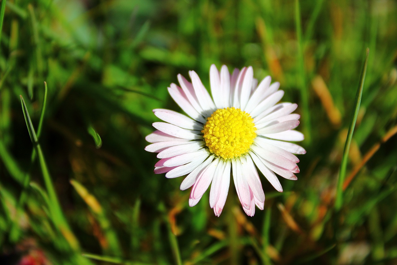 Daisy, Balta, Klesti, Gėlė, Gėlės, Rozės, Sodas, Gamta, Pavasaris, Pieva