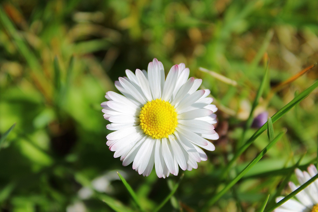 Daisy, Balta, Klesti, Gėlė, Gėlės, Rozės, Sodas, Gamta, Pavasaris, Pieva