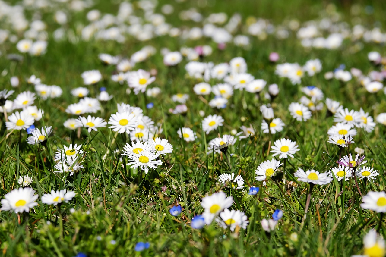 Daisy,  Bellis,  Tausendschön,  Žydėti,  Pavasaris,  Gėlės,  Pieva,  Laukinės Vasaros Spalvos,  Žolė,  Augalas