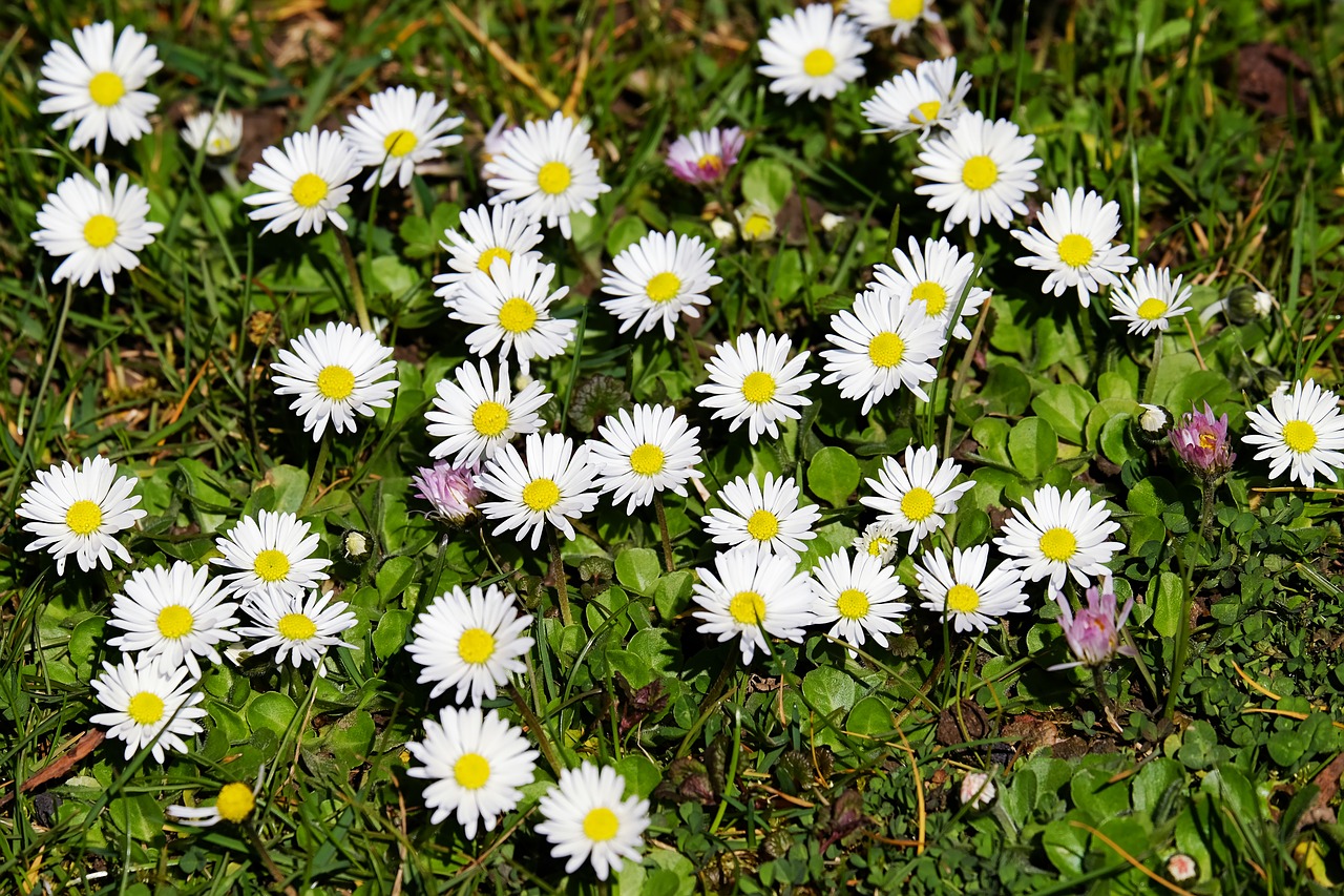 Daisy,  Bellis,  Tausendschön,  Žydėti,  Pavasaris,  Gėlės,  Pieva,  Laukinės Vasaros Spalvos,  Žolė,  Augalas
