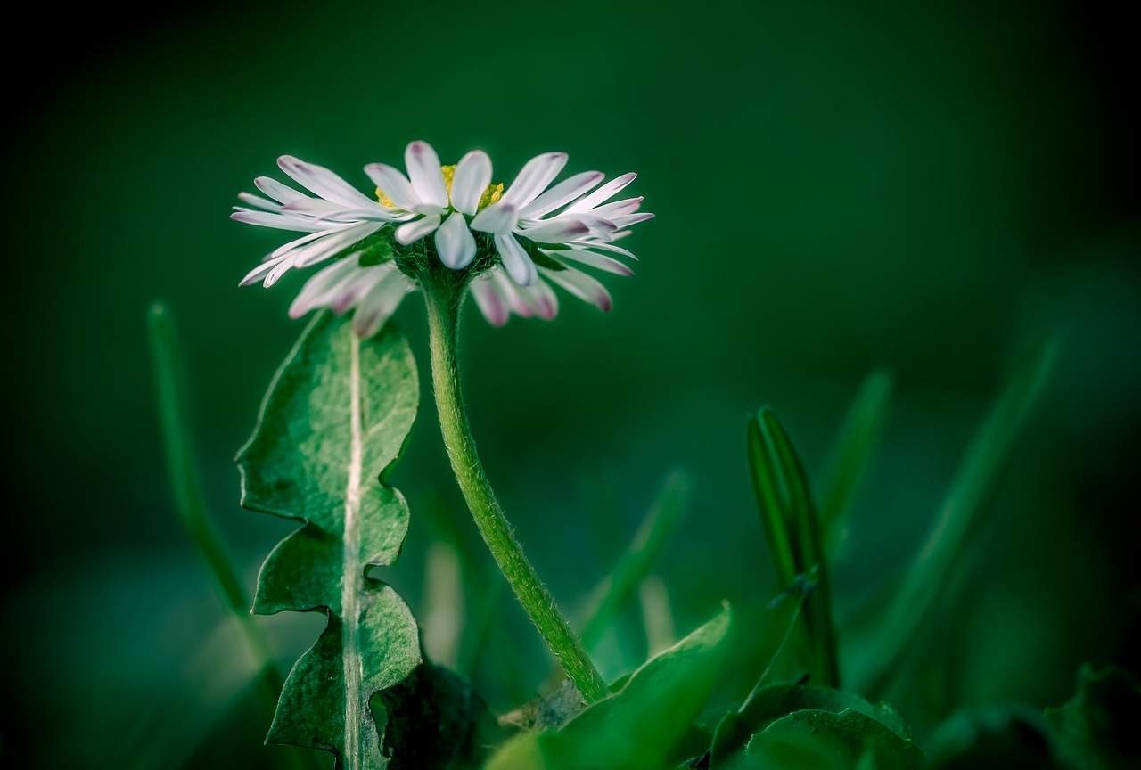 Daisy,  Gėlė,  Augalų,  Pobūdį,  Lapų,  Vasara,  Žalias,  Pavasaris,  Makro,  Žolė