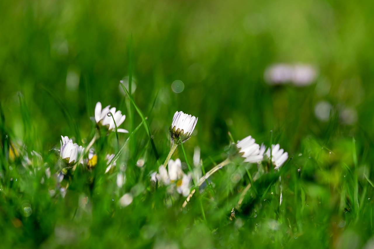 Daisy,  Bellis,  Daugiametė Saulutė,  Tausendschön,  Meadow,  Gėlė,  Žiedas,  Žydi,  Baltos Spalvos,  Uždaryta