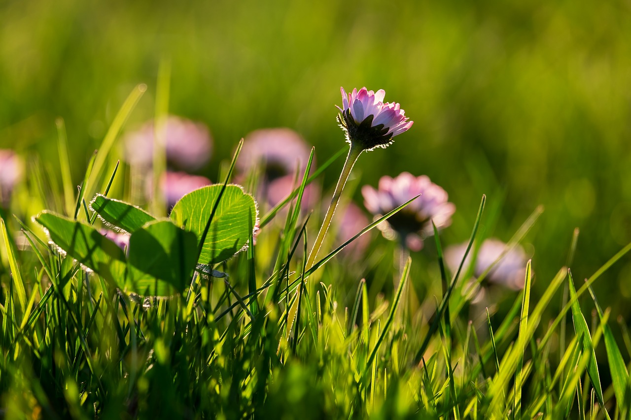 Daisy,  Ap,  Šviesos Atspindžius,  Saulė,  Saulėlydžio,  Gėlė,  Rožinė Daisy,  Žiedas,  Žydi,  Rožinis