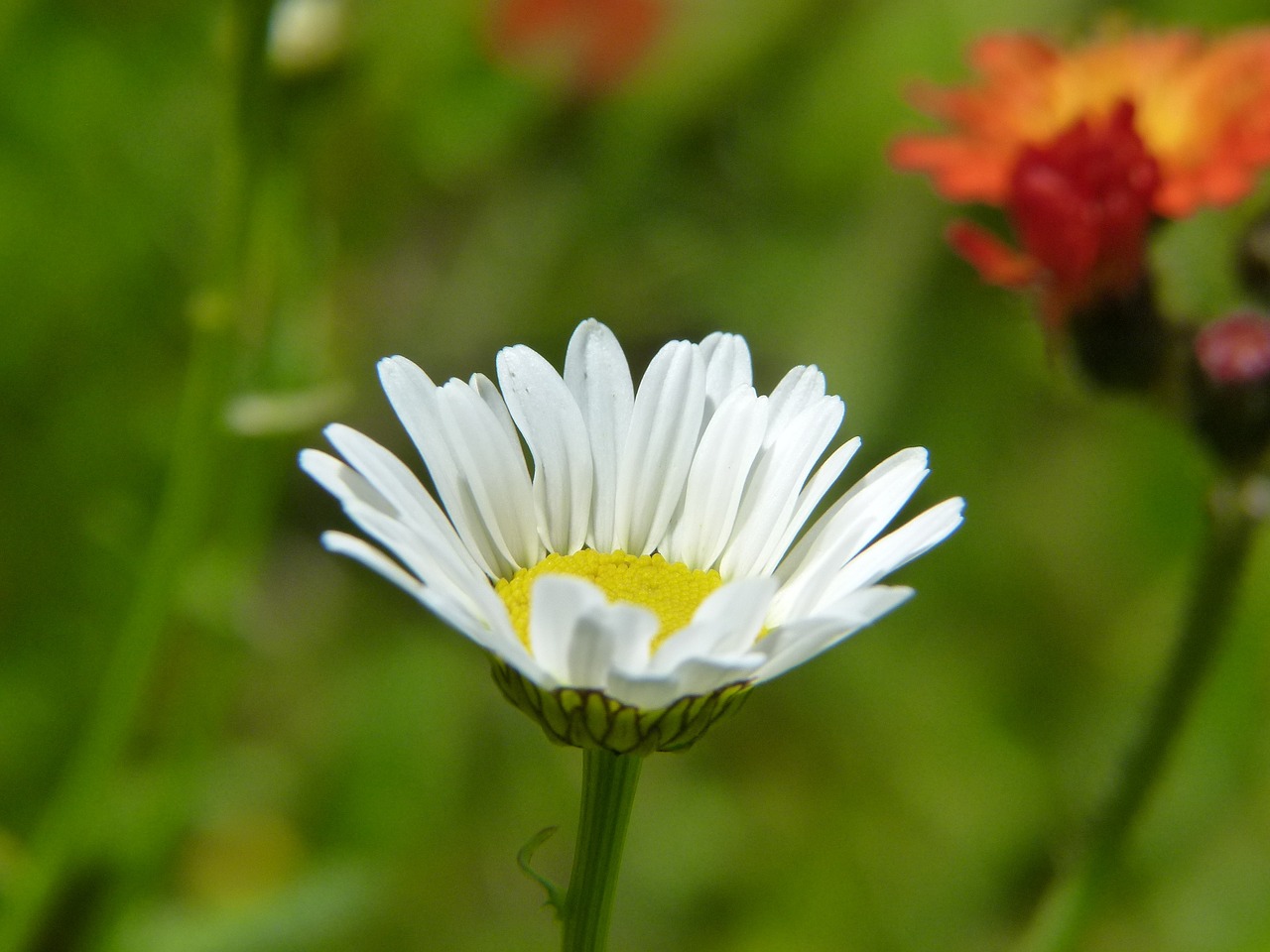 Daisy, Gėlė, Marguerite, Žydėti, Flora, Išsamiai, Gamta, Laukinė Gėlė, Vasaros Augalas, Makro