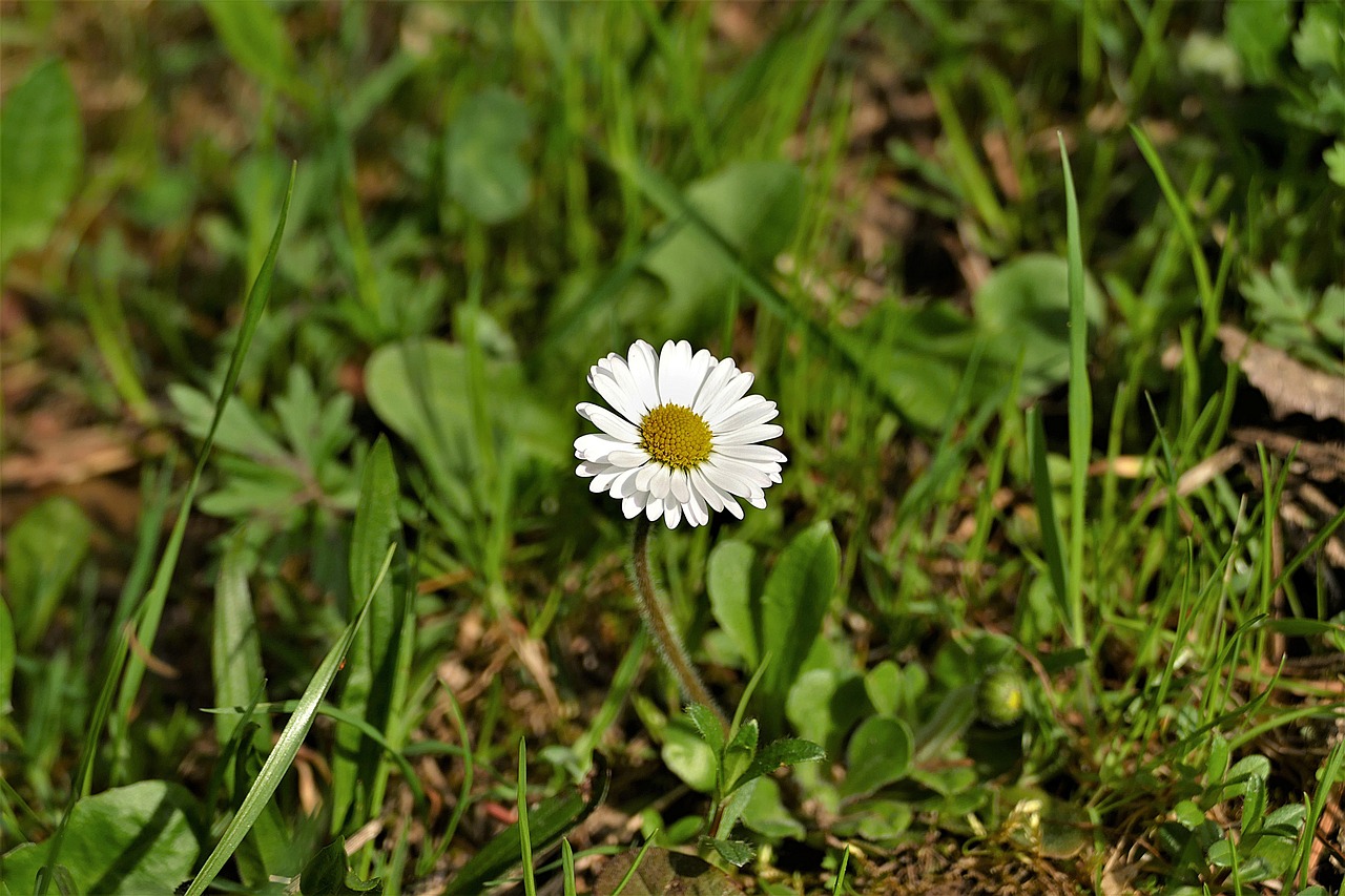 Daisy,  Gėlė,  Pavasaris,  Gamta, Nemokamos Nuotraukos,  Nemokama Licenzija