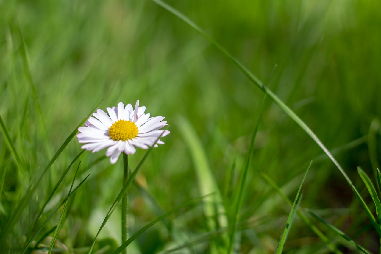 Daisy,  Gėlė,  Pobūdį,  Pavasaris,  Vejos,  Augalų,  Vasara,  Iš Arti,  Makro,  Žalias