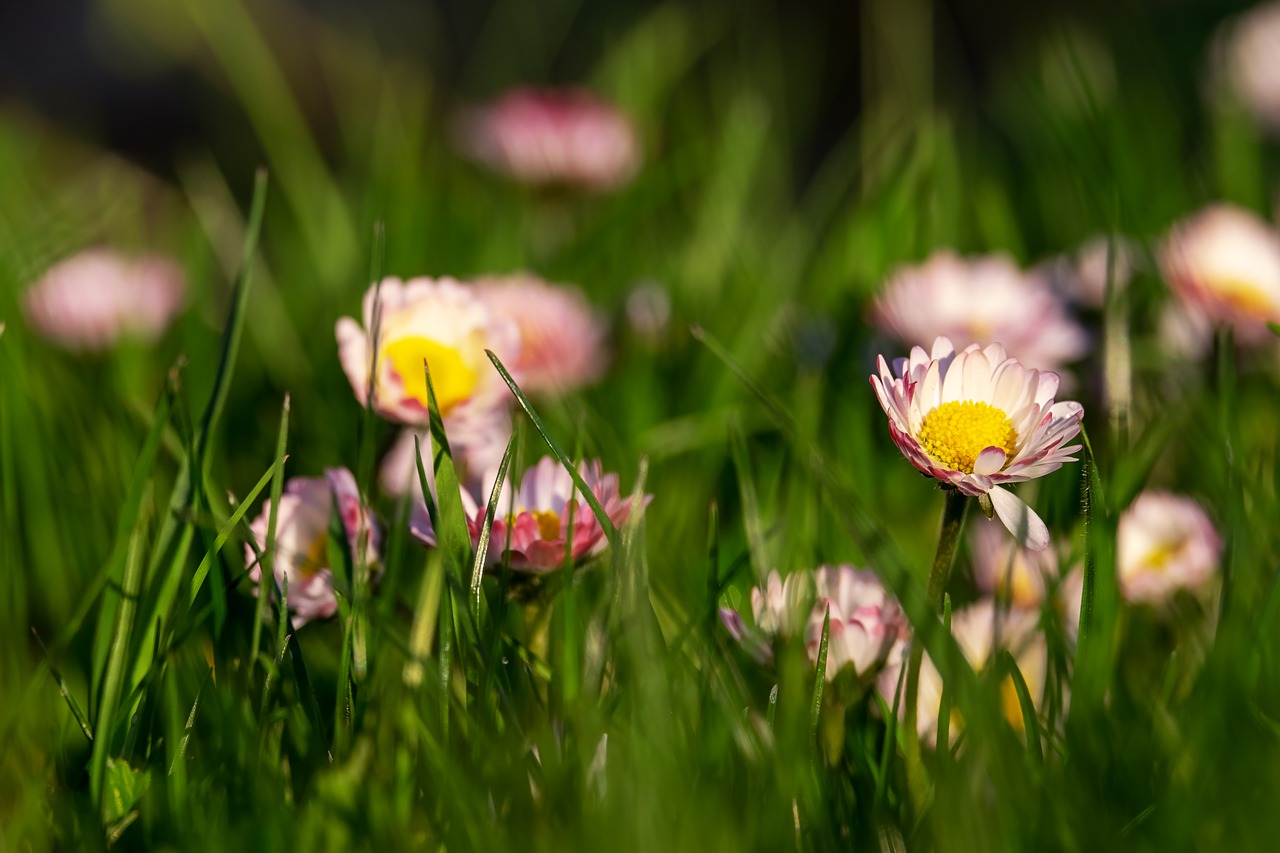 Daisy,  Bellis,  Daugiametė Saulutė,  Tausendschön,  Meadow,  Gėlė,  Žiedas,  Žydi,  Baltos Spalvos,  Rožinis