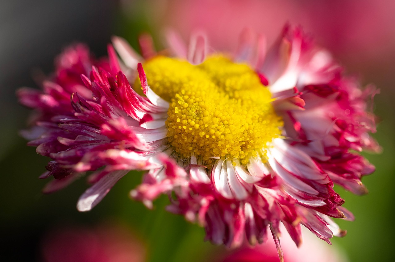 Daisy,  Pobūdį,  Gėlė,  Augalų,  Pavasaris,  Žiedlapis,  Sodas,  Iš Arti,  Makro,  Romantiškas