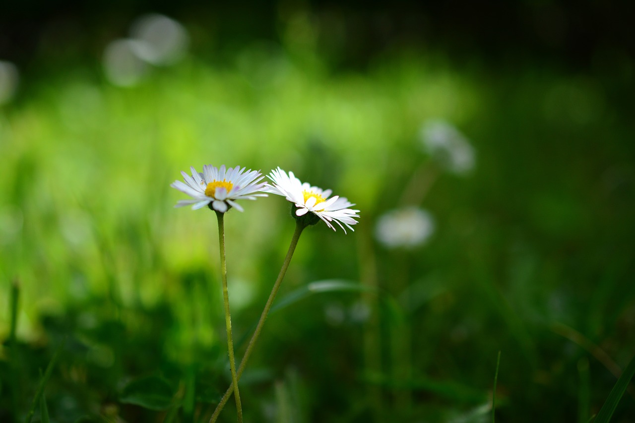 Daisy,  Meadow,  Žolė,  Gėlės,  Pobūdį,  Žalias,  Žąsų Gėlių,  Žolės,  Polne,  Apšvietimas