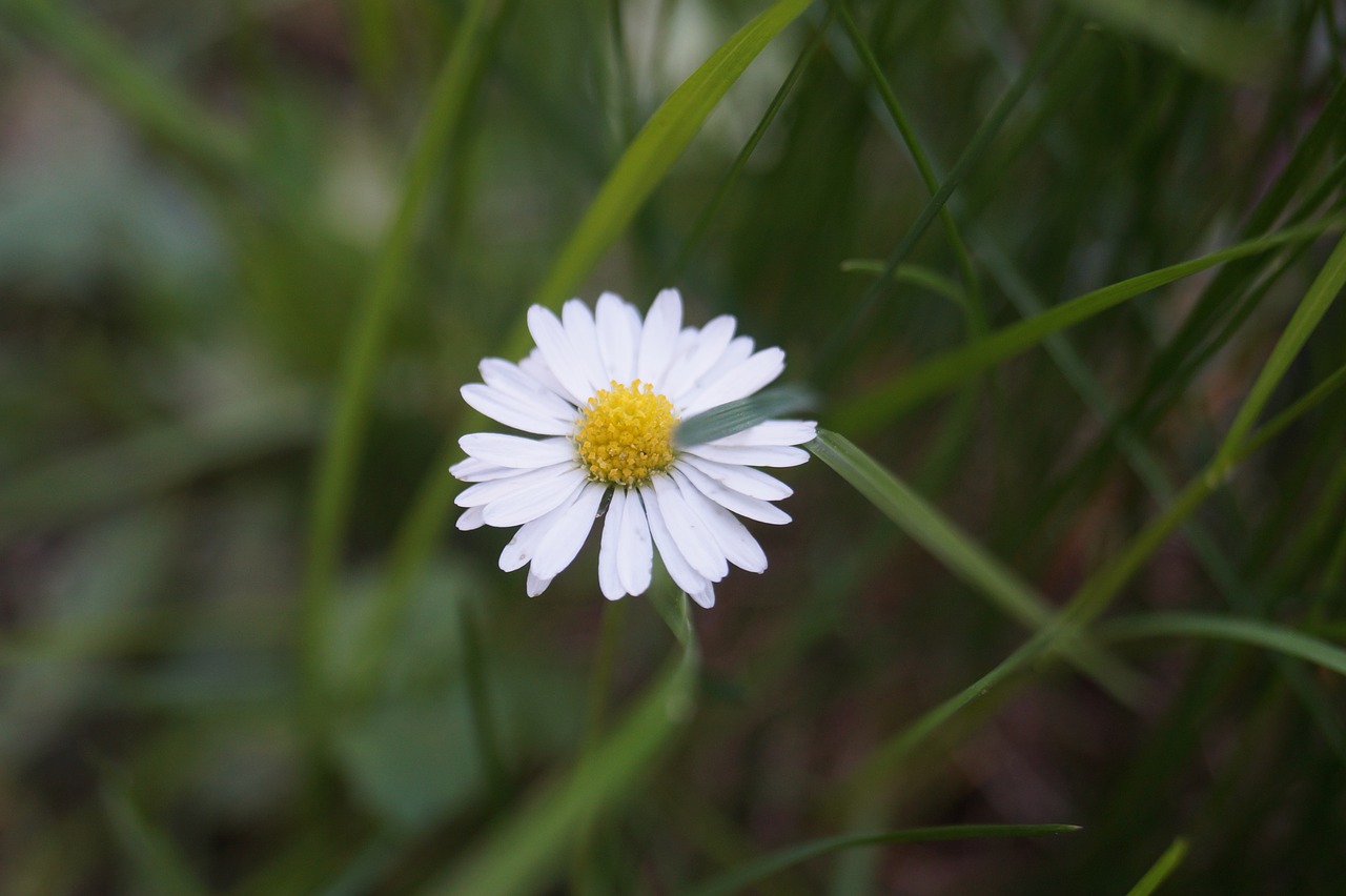 Daisy,  Iš Arti,  Pobūdį,  Gėlė,  Žiedas,  Žydi,  Baltos Spalvos,  Mažas,  Pieva, Nemokamos Nuotraukos