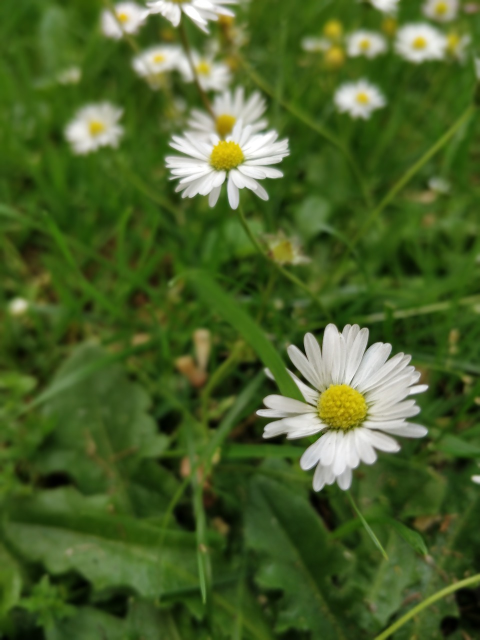 Daisy,  Gėlės,  Žolė, Nemokamos Nuotraukos,  Nemokama Licenzija