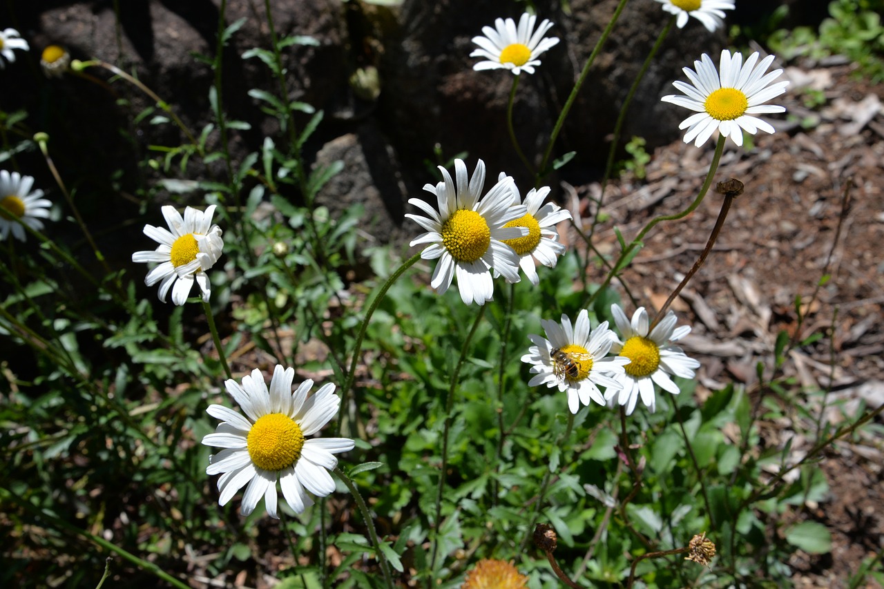 Daisy,  Bičių,  Gamta, Nemokamos Nuotraukos,  Nemokama Licenzija