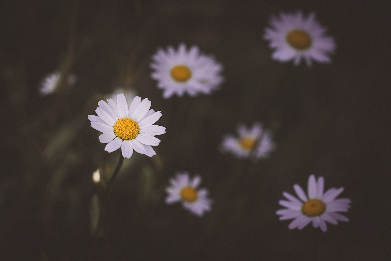 Daisy,  Gėlė,  Baltos Spalvos,  Balta Gėlė,  Gėlės,  Baltos Gėlės,  Smailu Gėlių,  Meadow,  Pobūdį,  Iš Arti