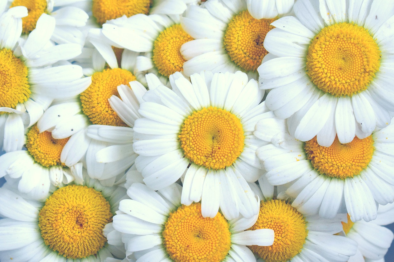 Daisy,  Ramunėlių,  Gėlės,  Baltos Gėlės,  Geltona Centras,  Baltos Spalvos,  Iš Arti,  Gėlė,  Baltos Saulutės,  Žydi