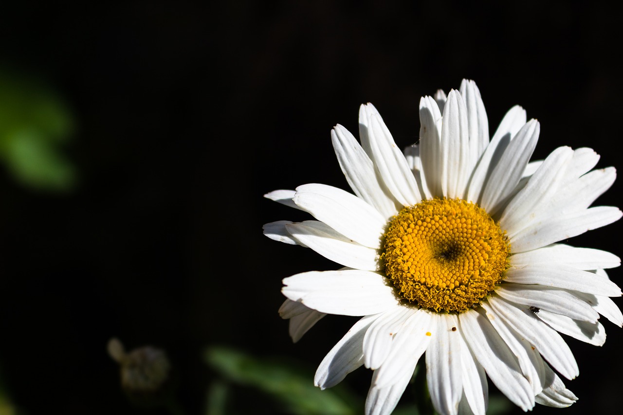 Daisy,  Gėlė,  Pobūdį,  Augalų,  Pavasaris,  Geltona,  Baltos Spalvos,  Vasaros Gėlės, Nemokamos Nuotraukos,  Nemokama Licenzija