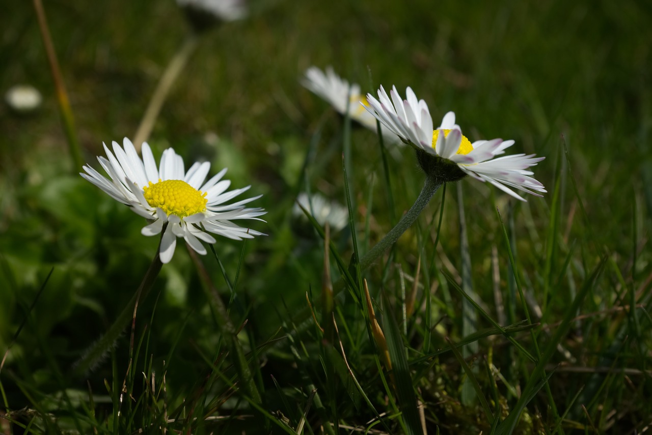 Daisy,  Meadow,  Vasara,  Žalias, Nemokamos Nuotraukos,  Nemokama Licenzija