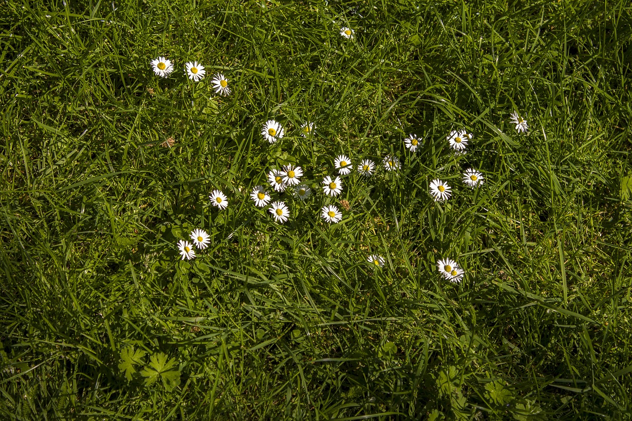 Daisy, Pieva, Skubėti, Erdvė, Augalas, Žolė, Tekstūra, Aplinka, Derinys, Žolės Mentė