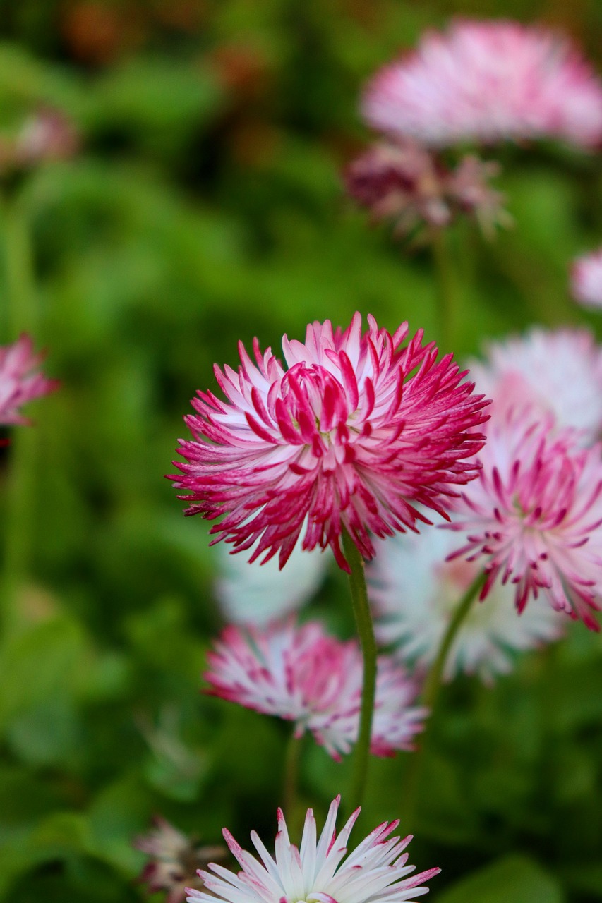 Daisy,  Bellis,  Baltos Spalvos,  Rožinis,  Gėlės,  Gėlė,  Pavasaris,  Pobūdį,  Makro,  Žydėjimo