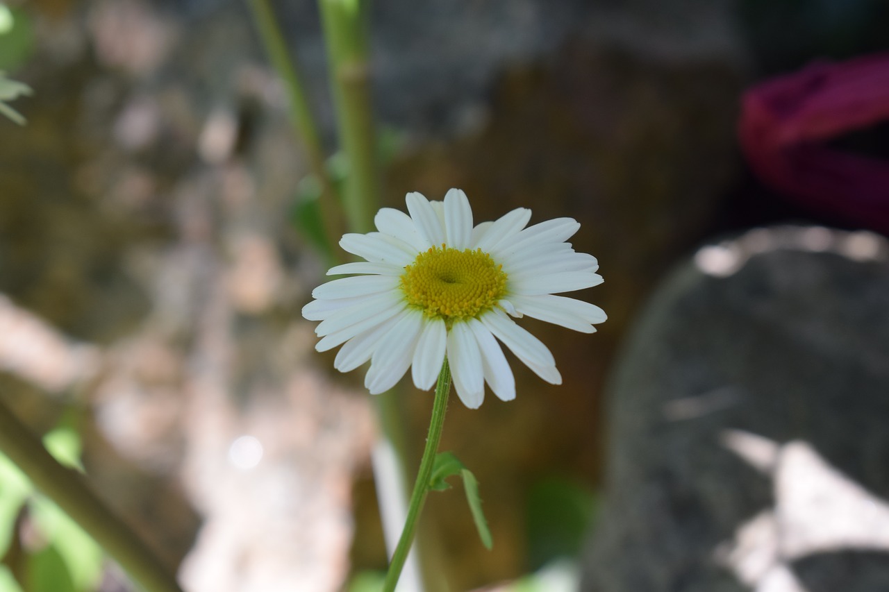 Daisy,  Gėlė,  Joninių,  Vasara,  Baltos Spalvos,  Gėlės,  Lova,  Švedija,  Vasaros Gėlės,  Saulutės