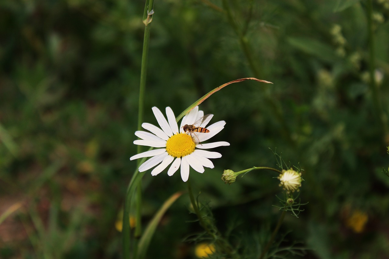 Daisy,  Laukų Gėlė,  Laukų Gėlė,  Osa,  Bičių,  Vabzdys,  Apdulkinimas,  Geltona,  Gėlė,  Pobūdį