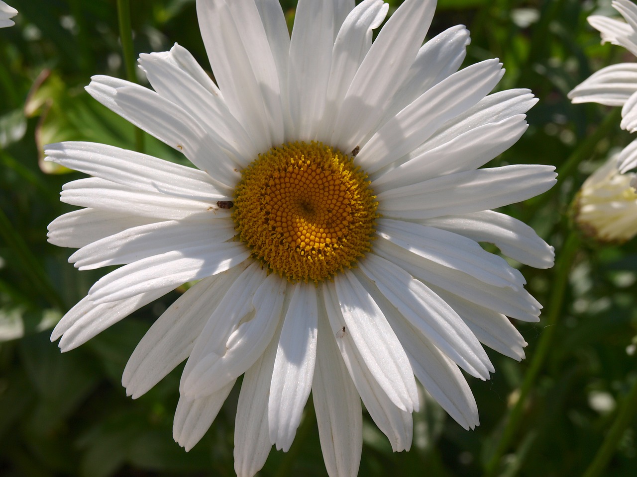 Daisy,  Balta Gėlė,  Pavasaris,  Žiedlapiai,  Balta Daisy,  Pobūdį,  Žydėjimo,  Sodas,  Gėlė,  Augalų