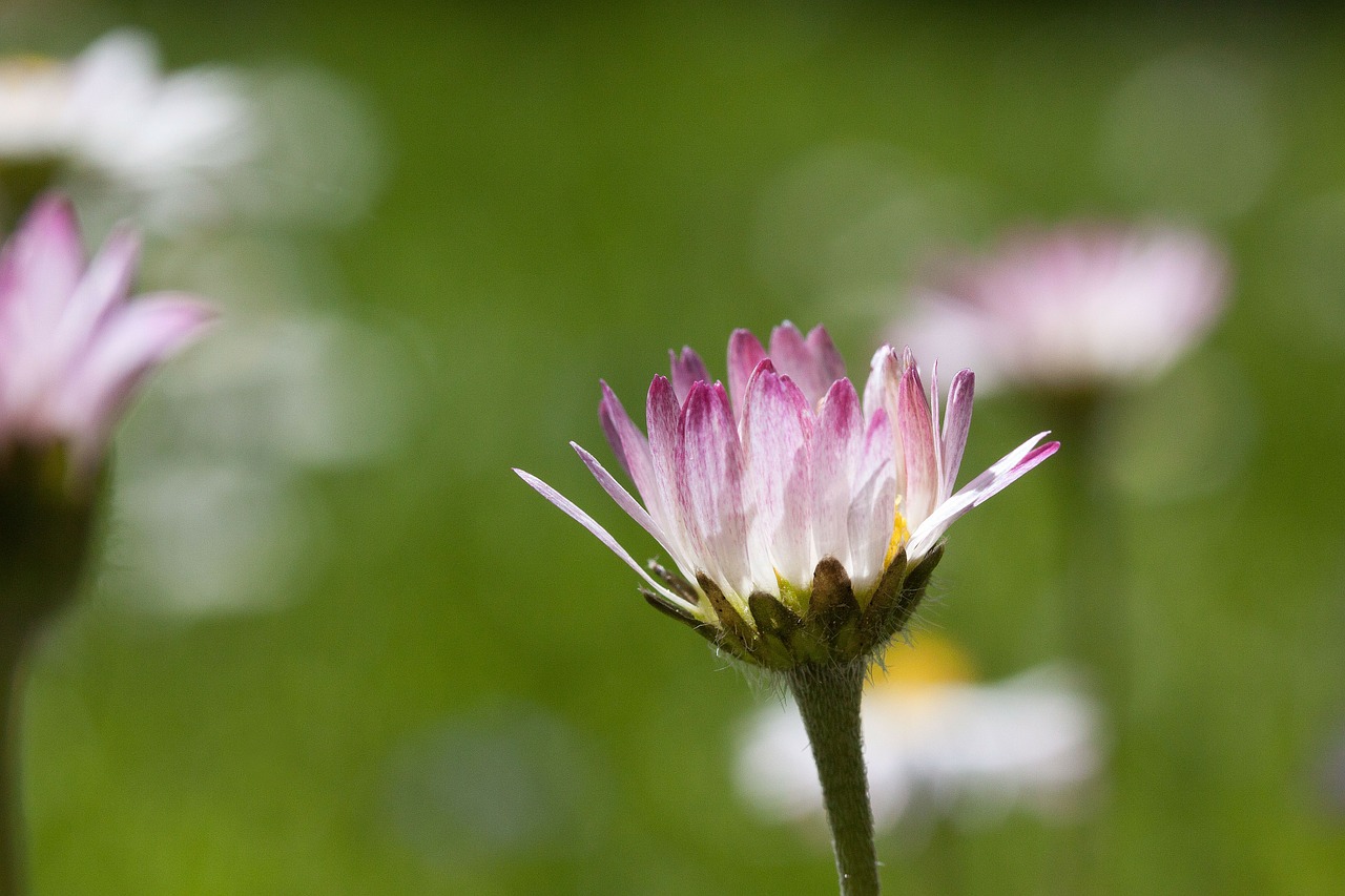 Pieva, Daisy, Žiedas, Bellis Filosofija, Tausendschön, Monatsroeserl, M P, Mažai Daisy, Žydintis Augalas, Kompozitai