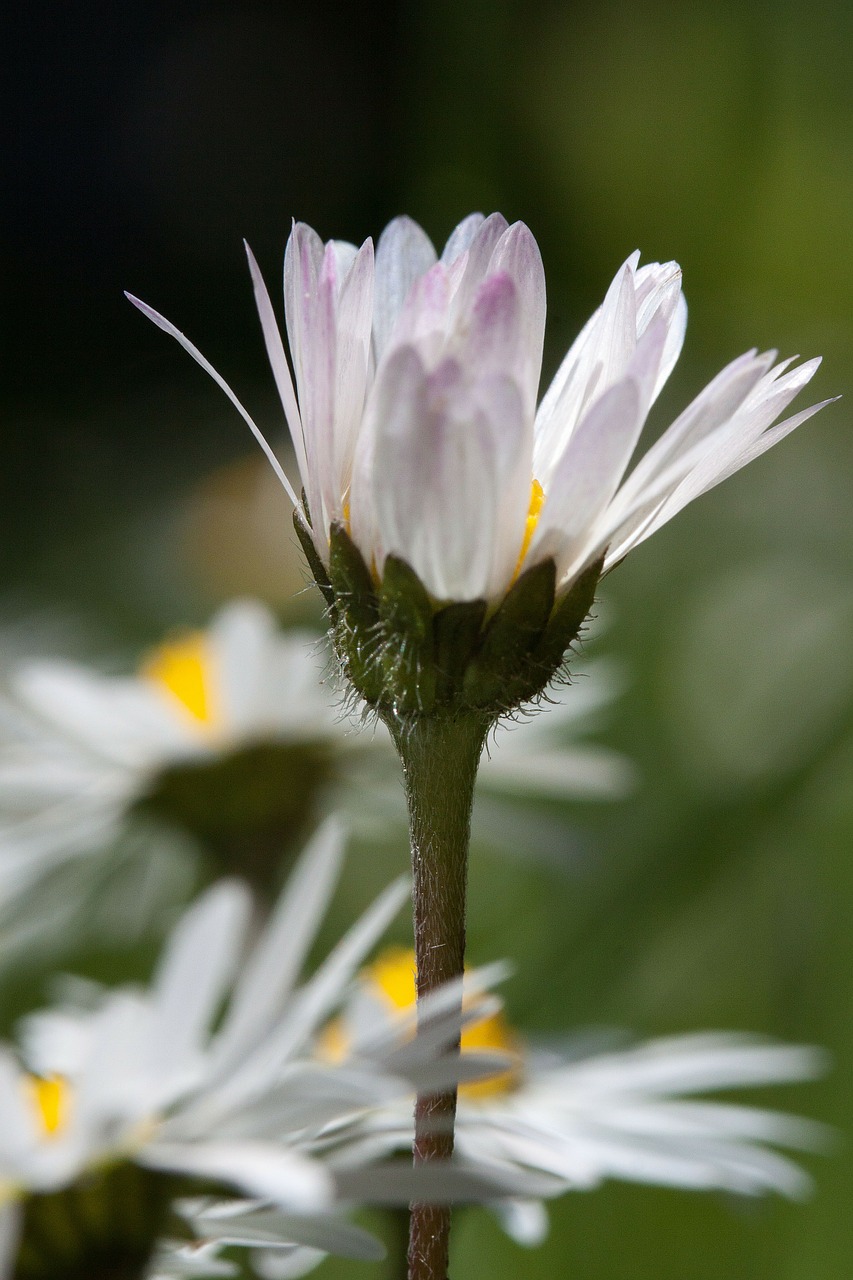 Daisy, Žiedas, Bellis Filosofija, Tausendschön, Monatsroeserl, M P, Mažai Daisy, Žydintis Augalas, Kompozitai, Asteraceae