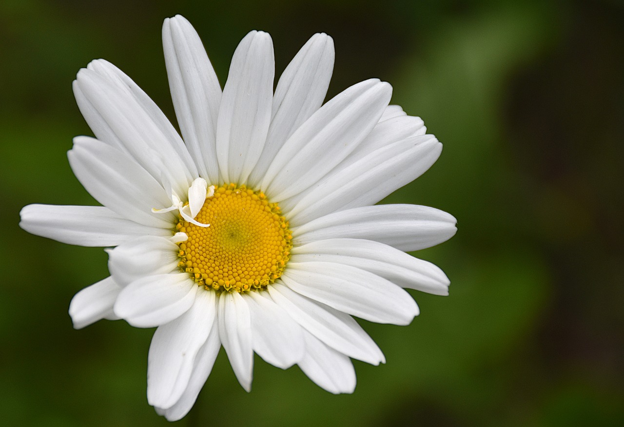 Daisy,  Gėlė,  Pobūdį,  Žydėjimo,  Gėlės,  Augalų,  Saulutės,  Floros,  Geltona,  Baltos Spalvos