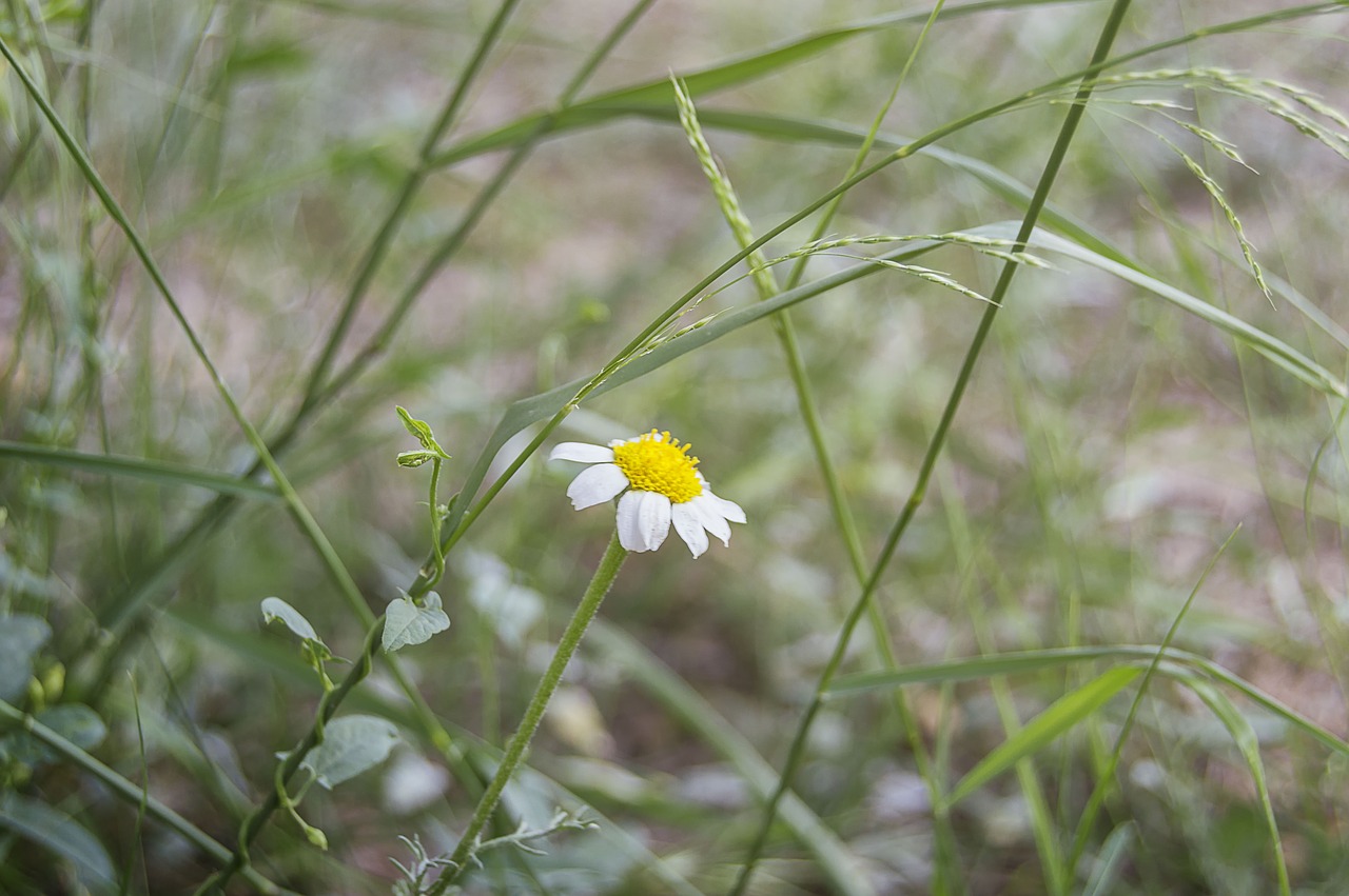 Daisy,  Laukinių Gėlių,  Gėlė,  Vasara, Nemokamos Nuotraukos,  Nemokama Licenzija