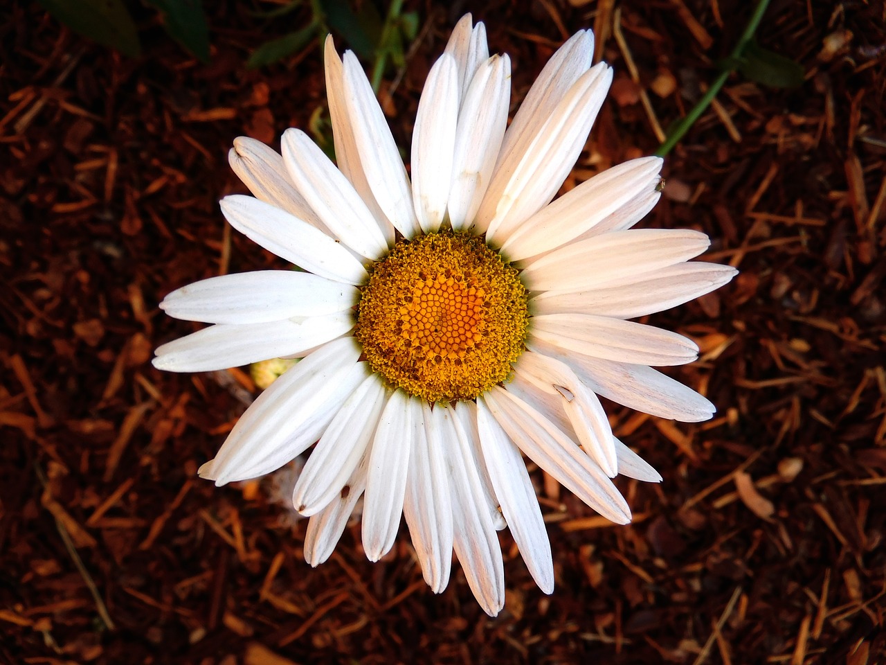 Daisy,  Baltos Spalvos,  Gėlė,  Žydi,  Pobūdį,  Žiedas,  Augalų,  Pavasaris,  Vasara,  Meadow