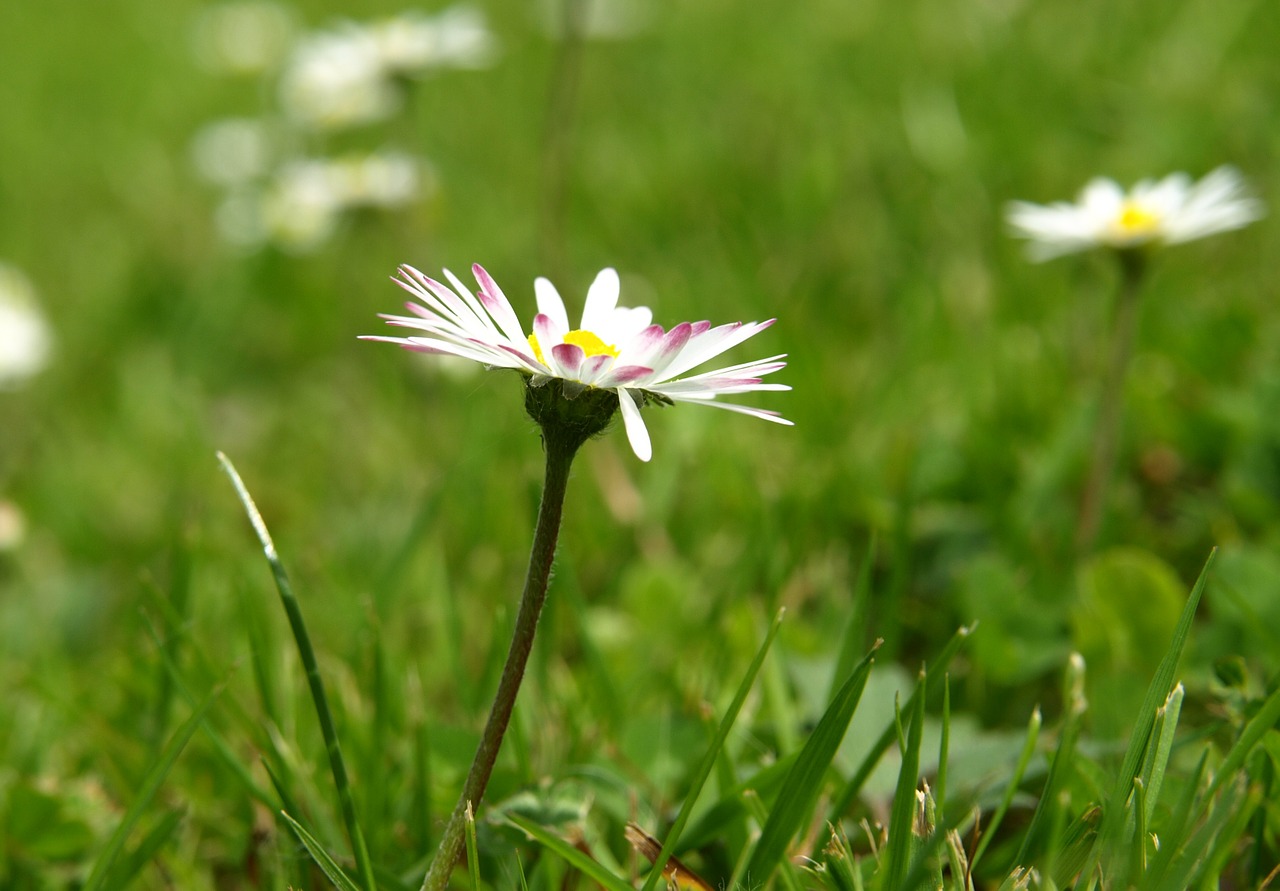 Daisy, Žiedas, Žydėti, Gėlė, Pavasaris, Pavasario Pranašys, Nemokamos Nuotraukos,  Nemokama Licenzija