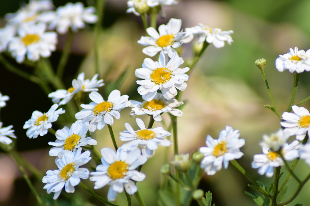 Daisy,  Gėlė,  Žiedas,  Baltos Spalvos,  Saulutės,  Vasara,  Pobūdį,  Gėlių, Nemokamos Nuotraukos,  Nemokama Licenzija